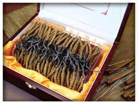 鲅鱼圈冬虫夏草回收